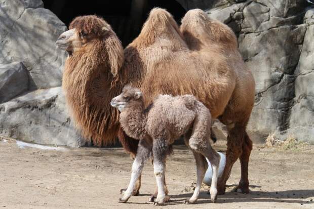 У двугорбого верблюда, или бактриана, как правило, рождается один детеныш. Через два часа после появления на свет верблюжонок способен следовать за матерью, хоть на край пустыни. Отпрыск бактриана остается с матерью долгое время, порой до достижения половой зрелости