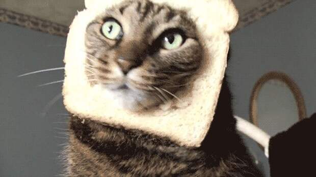 Хозяин, выпусти! коты, фото