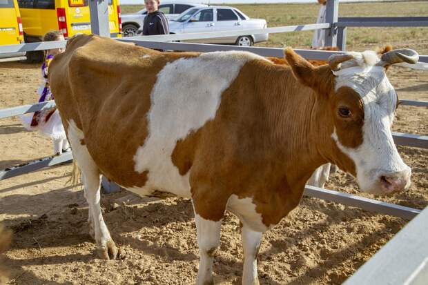 В астраханском навозе нашли нехорошее