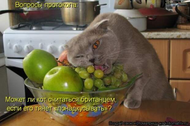 Лучшая котоматрица на Бугаге (29 шт)