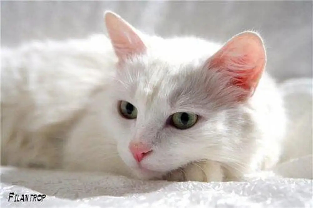 Живая белая кошка. Анатолийская кошка белая. Белые коты. Белая кошка с зелеными глазами. Белый кот с зелеными глазами