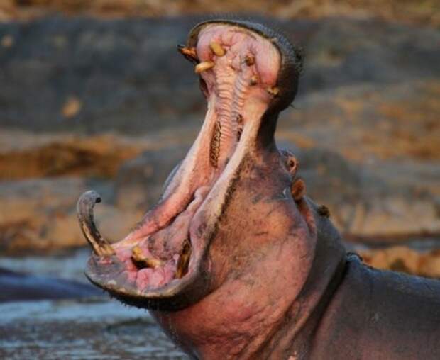 Топ-25: Очаровательные фотографии зевающих животных
