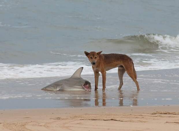 Динго кушают акул австралия, животные