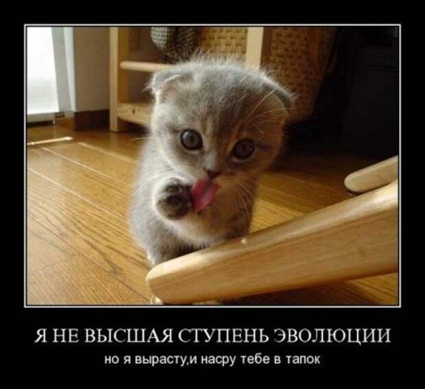 Смешных демотиваторов много не бывает.