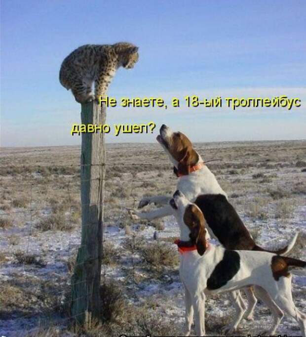 Летняя подборка Котоматриц 2010 - Выпуск 18