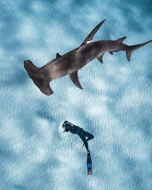 Андре Масгроув (André Musgrove) и его невероятные подводные снимки