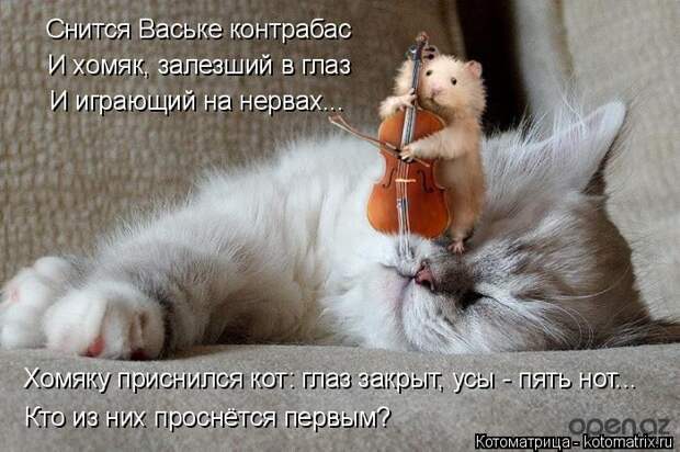 Котоматрица: Снится Ваське контрабас И хомяк, залезший в глаз И играющий на нервах... Хомяку приснился кот: глаз закрыт, усы - пять нот... Кто из них проснёт