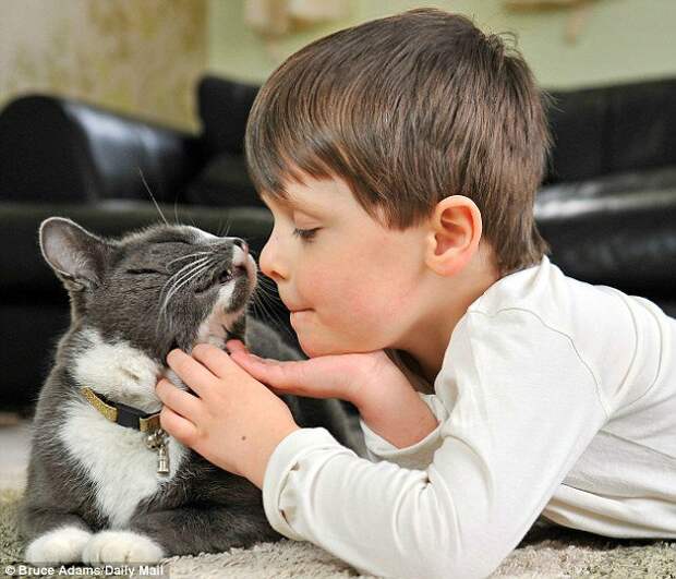 Котэ-доктор. Фелинотерапия