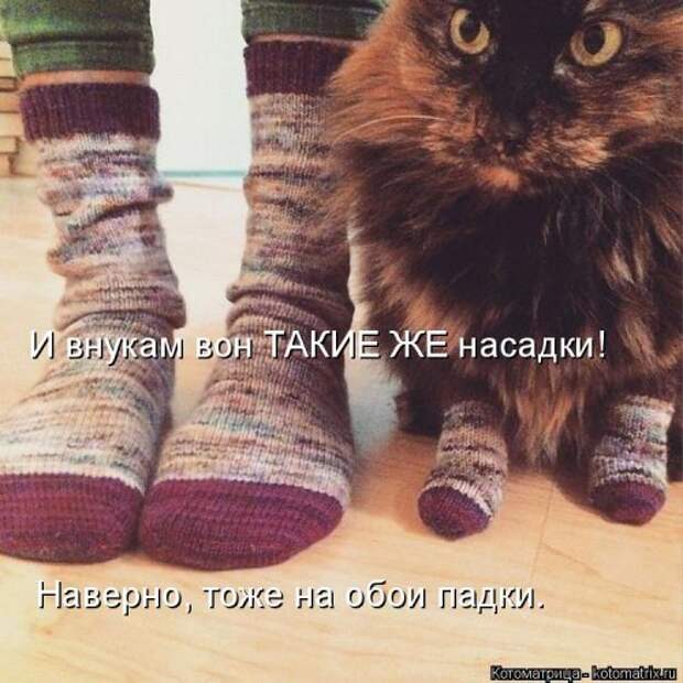 Свежая прикольная котоматрица (34 фото)