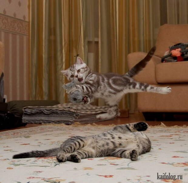 Прикольные коты (55 фото)