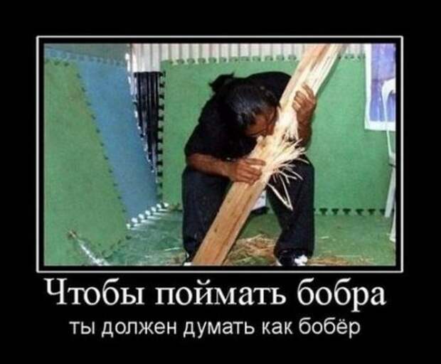 Демотиваторы, приколы без особого смысла.