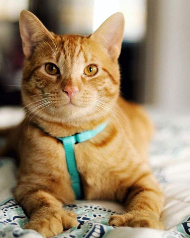 у девушки особенный кот рыжий кот