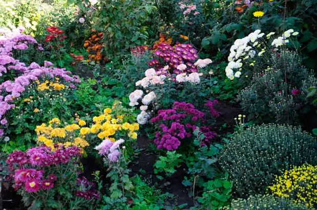 Хризантемы на клумбе с другими цветами фото