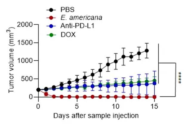 В их кишечнике обнаружили средство против смертельного заболевания. Лягушки против рака