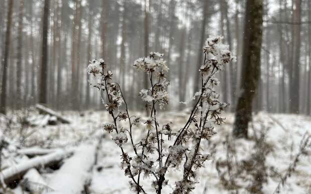 В Рязанской области 9 февраля ждут от -20 до -9°С со снегом