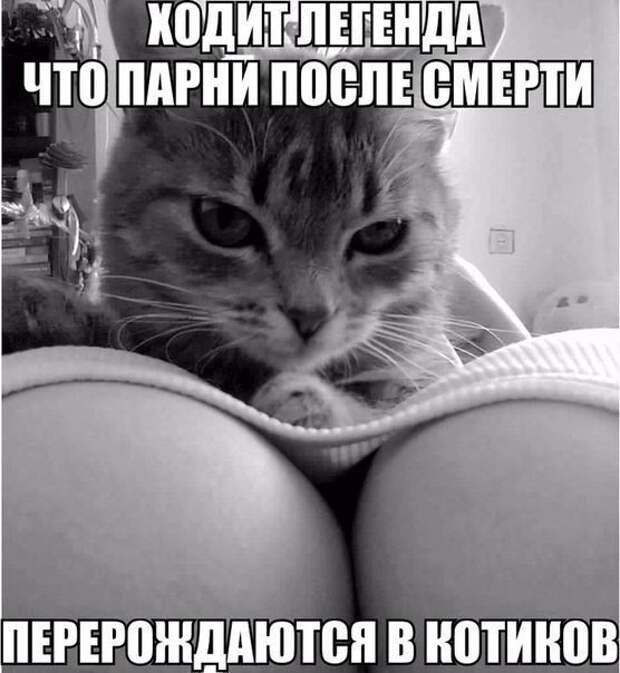 Смешные картинки с надписями прикол, юмор