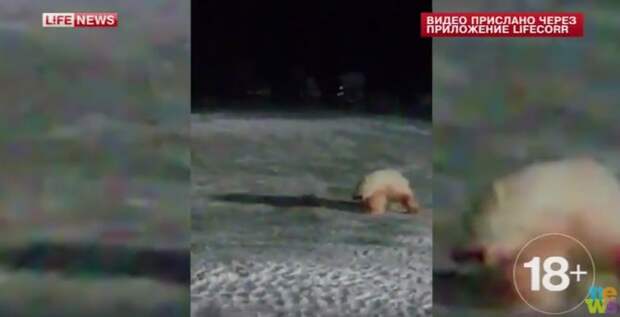 Повар жестоко убил белого медведя на стройке Минобороны в Арктике(ВИДЕО) Повар жестоко убил белого медведя на стройке Минобороны в Арктике(ВИДЕО)