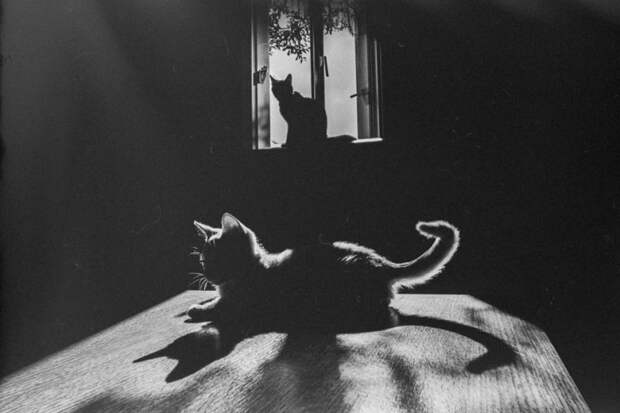 черно белые фотографии кошек (2)