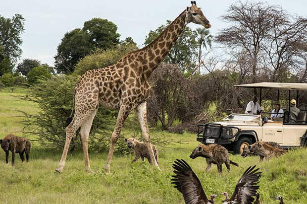 Познакомиться ближе с дикой природой, поехав в сафари-тур по Ботсване. 
