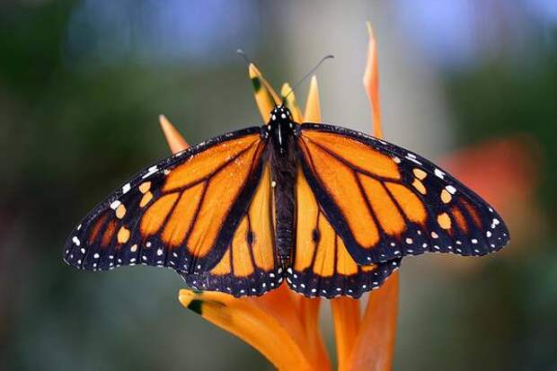 Бабочка Монарх (Danaus plexippus), фото насекомые картинка изображение