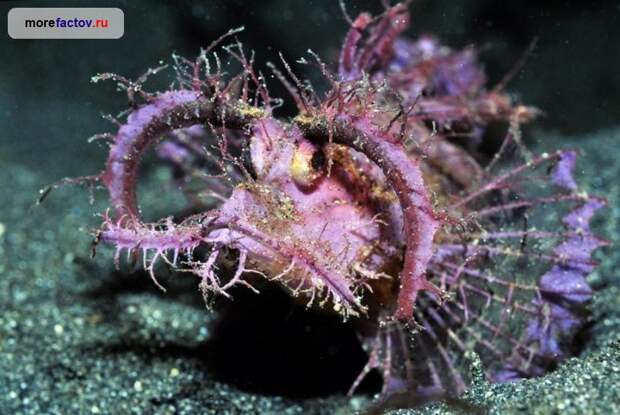 Необычные морские животные мировой океан, необычные животные, факты