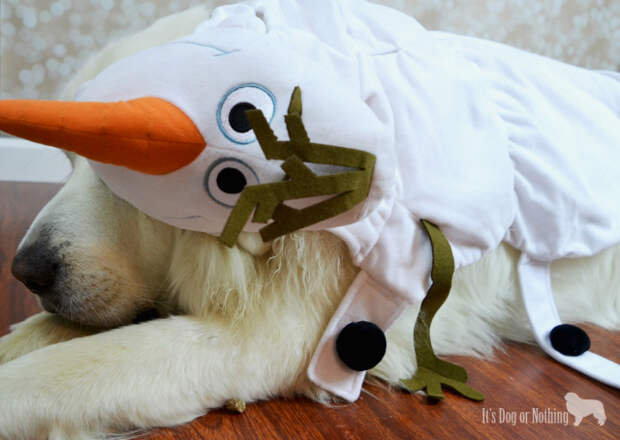 We're celebrating Halloween Great Pyrenees style with toys, treats, and costumes from PetSmart!