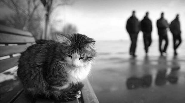 Кошка на скамейке медленно угасала