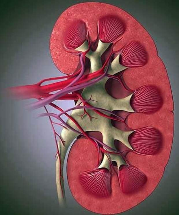 Фото человеческой почки