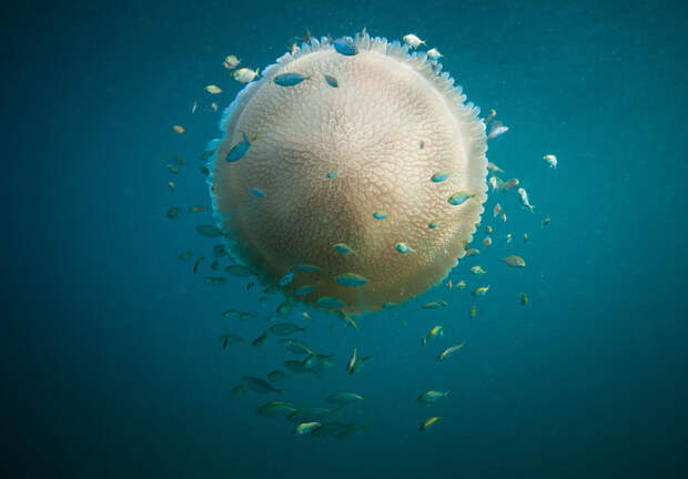 Медузы.  животные, подводная съемка, рыбы, фото