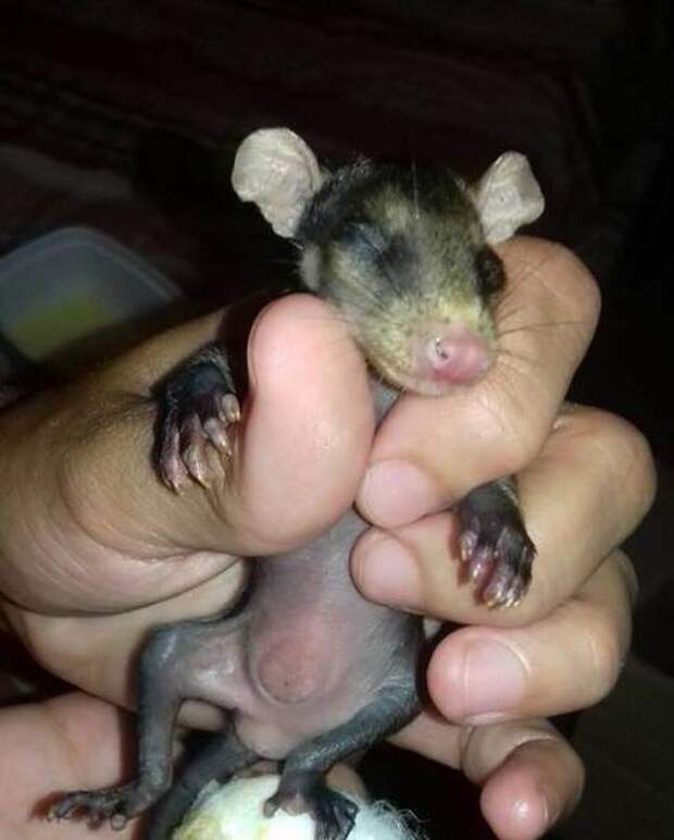 dog-adopts-opossums-baby-orphans-stephanie-maldonado-20