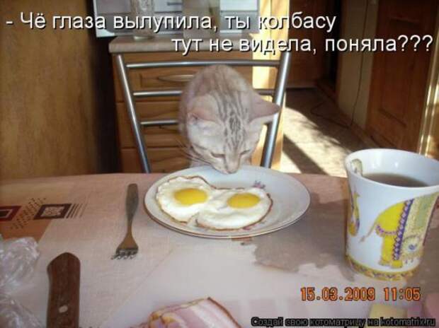 Котоматрицы (картинки с надписями)