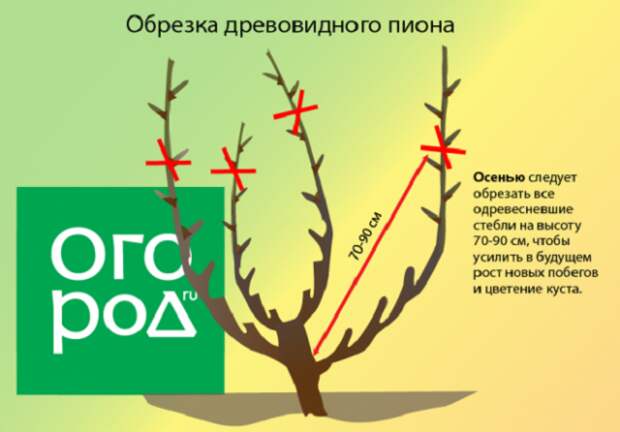 обрезка древовидного пиона осенью