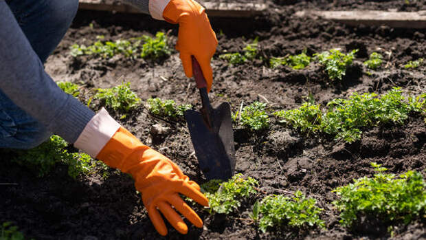 10 многолетних овощей для ленивого огорода: посадил один раз — и забыл на годы