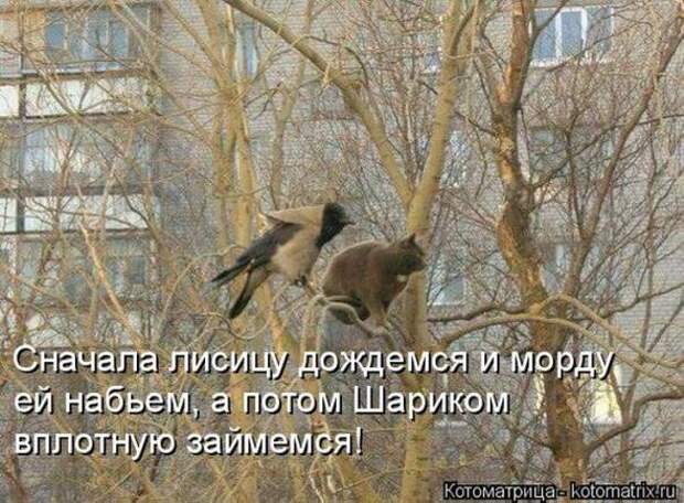 Котоматрицы (картинки с надписями)
