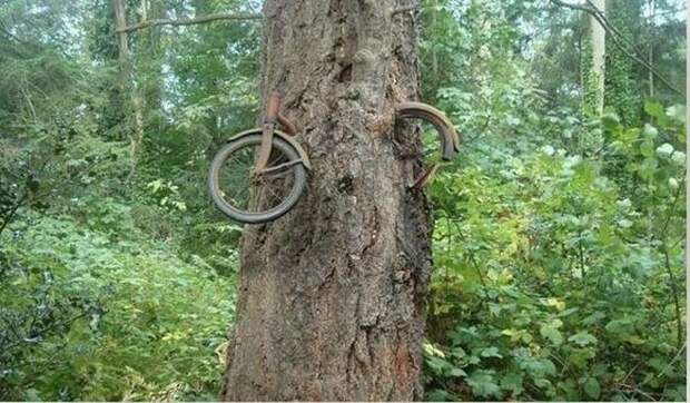 В 1914 году один мальчик отправился на войну и оставил свой велосипед возле дерева вирусное фото, фейк
