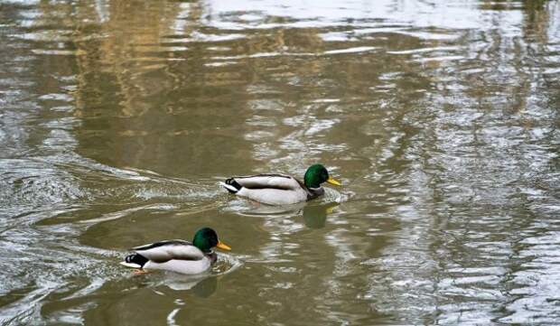 Опубликованы первые результаты исследования фитопланктона в национальном парке «Лосиный Остров»