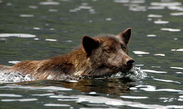 Плавающий волка - Волк плывет - Интересные факты о волках
