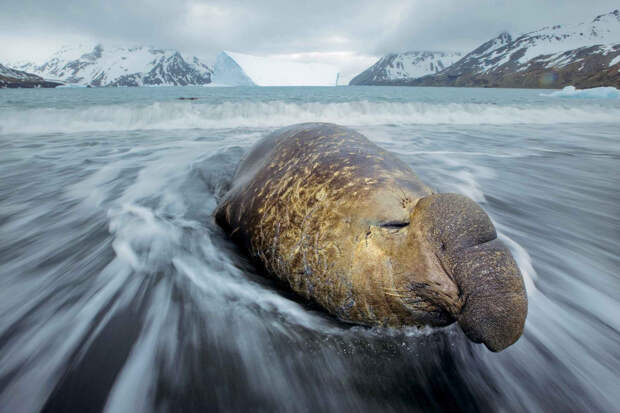 Пол Никлен и его сказочные снимки полярных животных Полярные животные, природа, природа Арктики и Антарктики