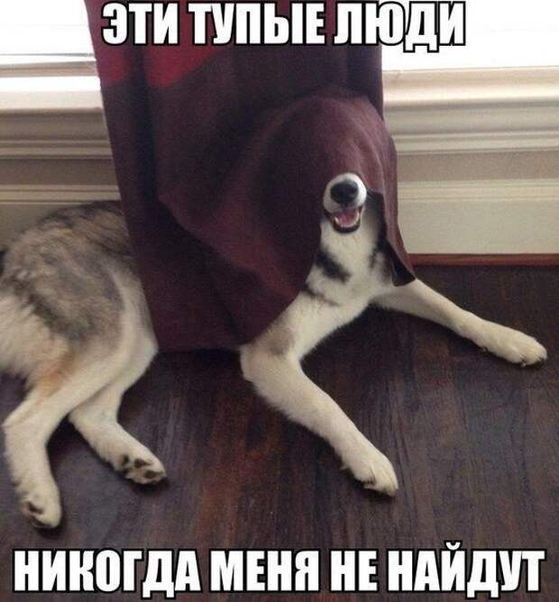 Фразы в картинках