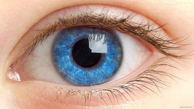 40 фактов о глазах, которых вы не знали