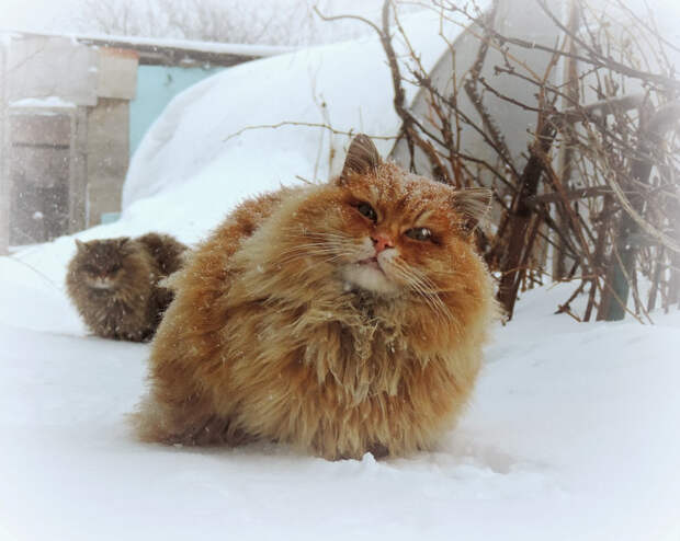Сибирские коты