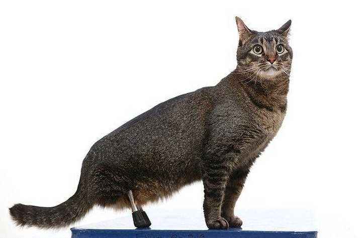 кот