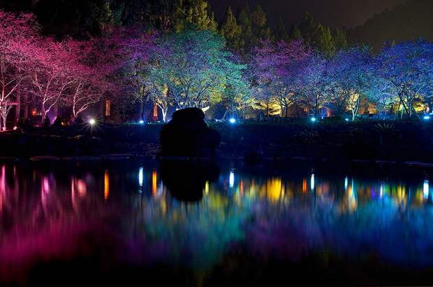 Вишневый цвет Cherry Blossom 6 Вишневый цвет