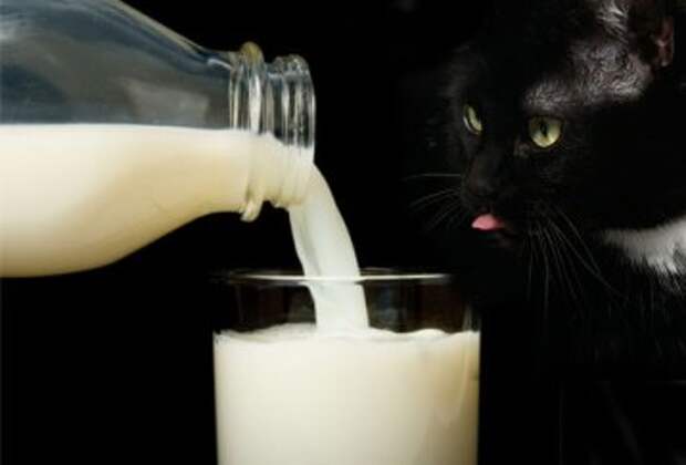jiu_rf_photo_of_cat_looking_at_milk