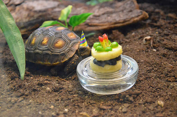 pets-that-have-better-birthday-parties-than-you-60-570e4afbf0bf6__700