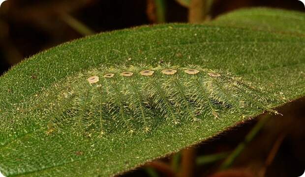 Ленточница Tanaecia lepidea