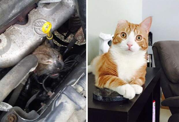 Подборка фотографий спасенных кошек животные, коты