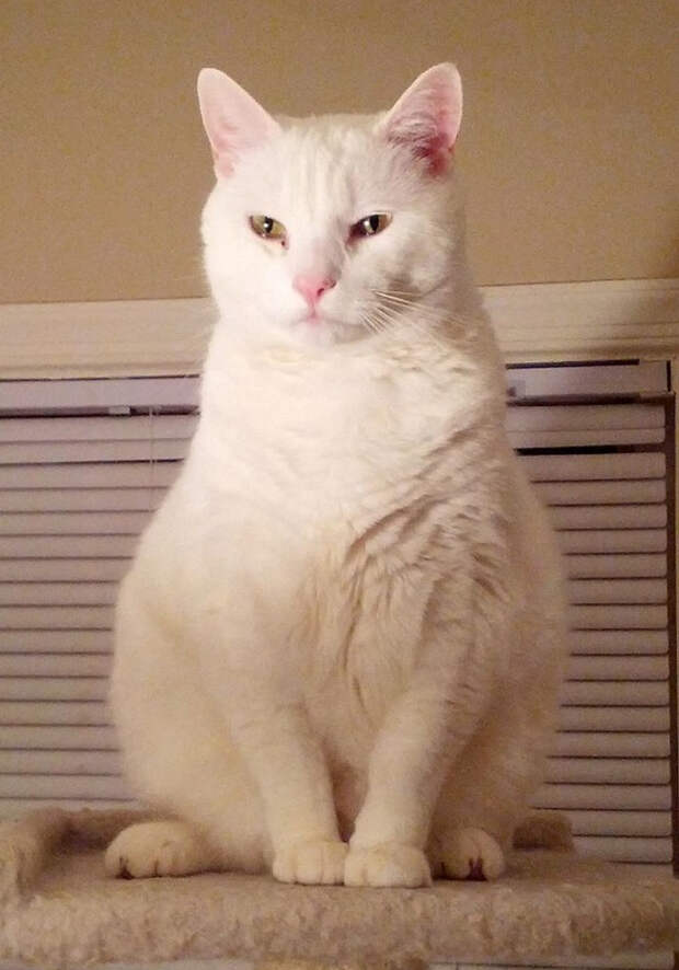 коварные кошки