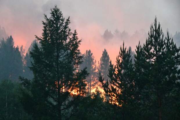 Самый крупный лесной пожар страны вспыхнул в российском регионе