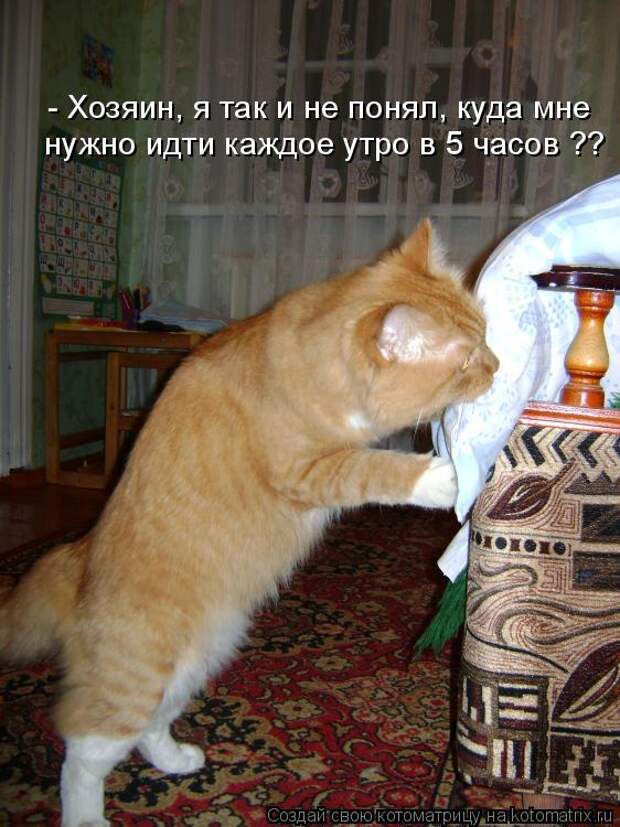 Котоматрица: нужно идти каждое утро в 5 часов ?? - Хозяин, я так и не понял, куда мне